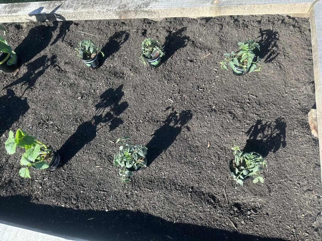 tomatoes in the raised garden bed