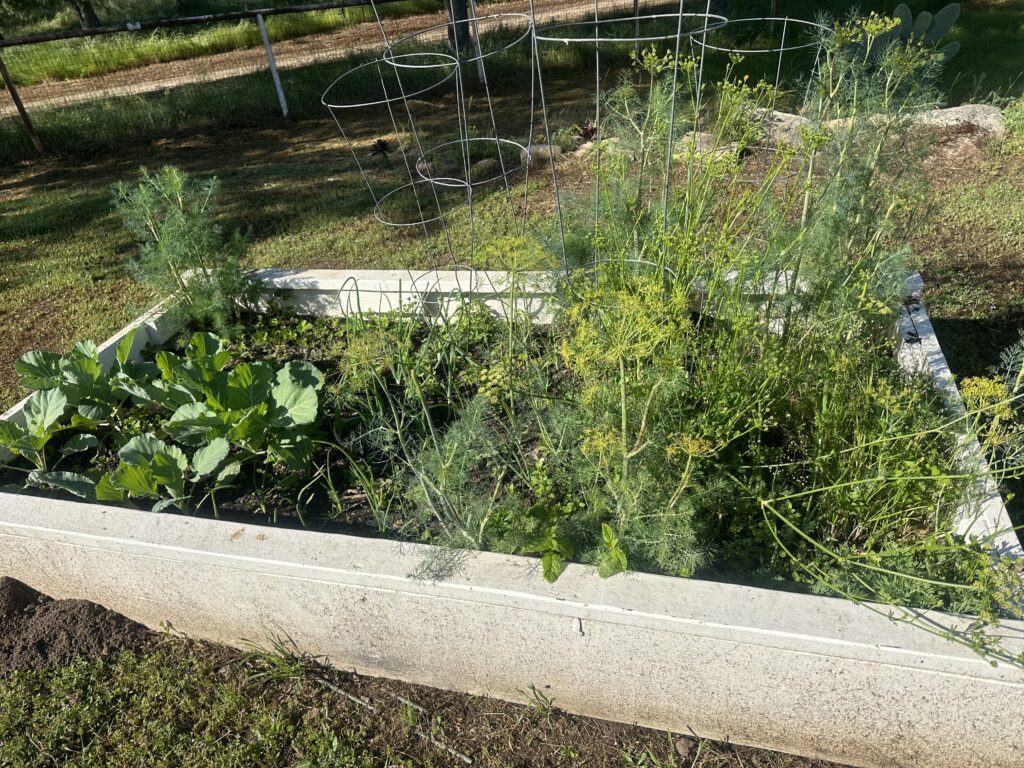 herb garden
