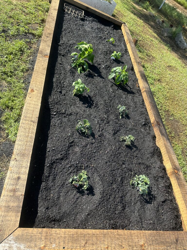 plants planted in garden bed