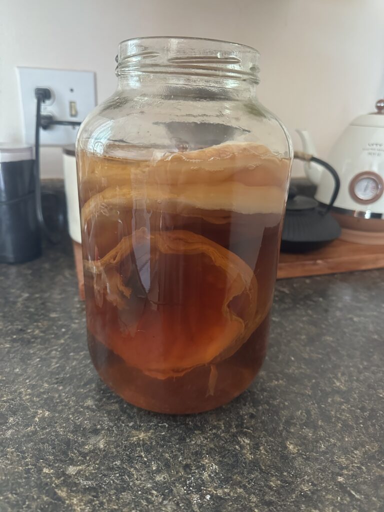 scoby placed back into black tea mixture