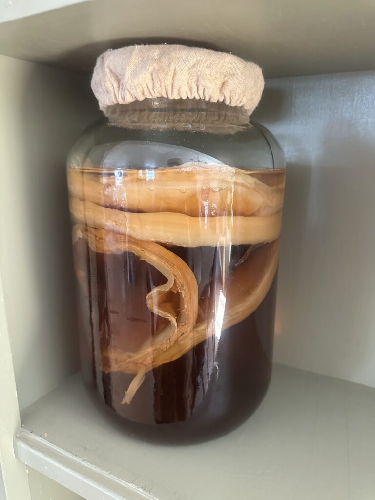 kombucha with scoby on shelf