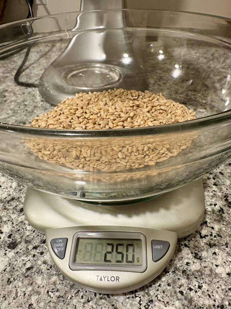 Weighing out the wheat berries before grinding.