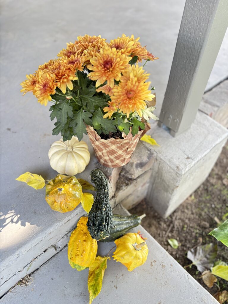 The combination of the fall veggies and mums.