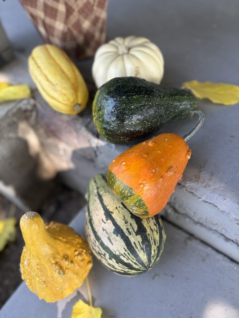 All the gourds laying together to add some warmth to the front steps.