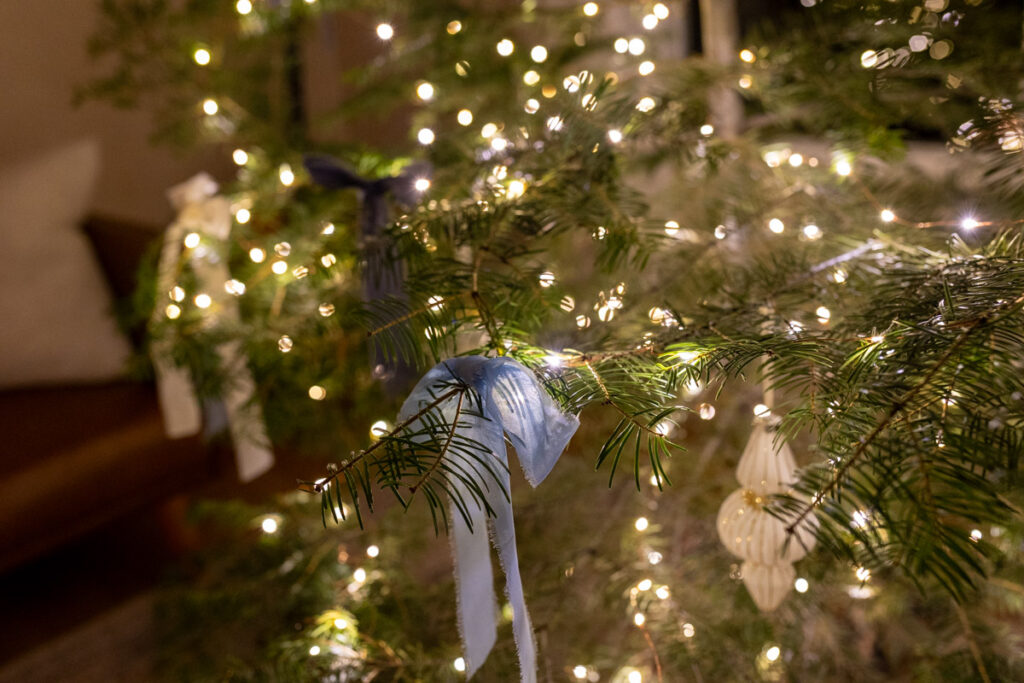 close up shot of the tree