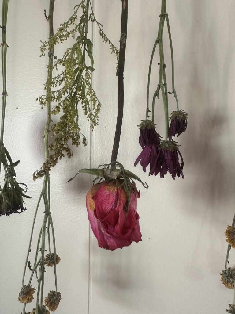 dried flowers up-close shot