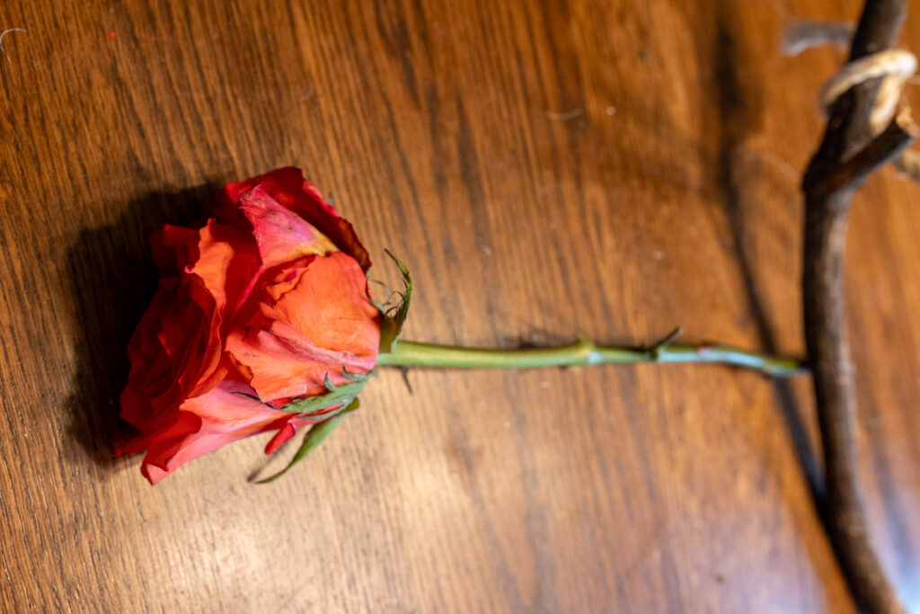 rose with stem getting attached to branch