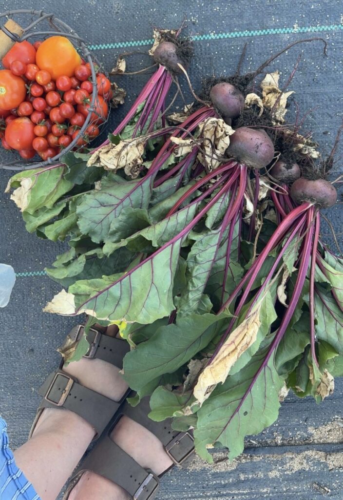 Our beets and tomatoes harvested.