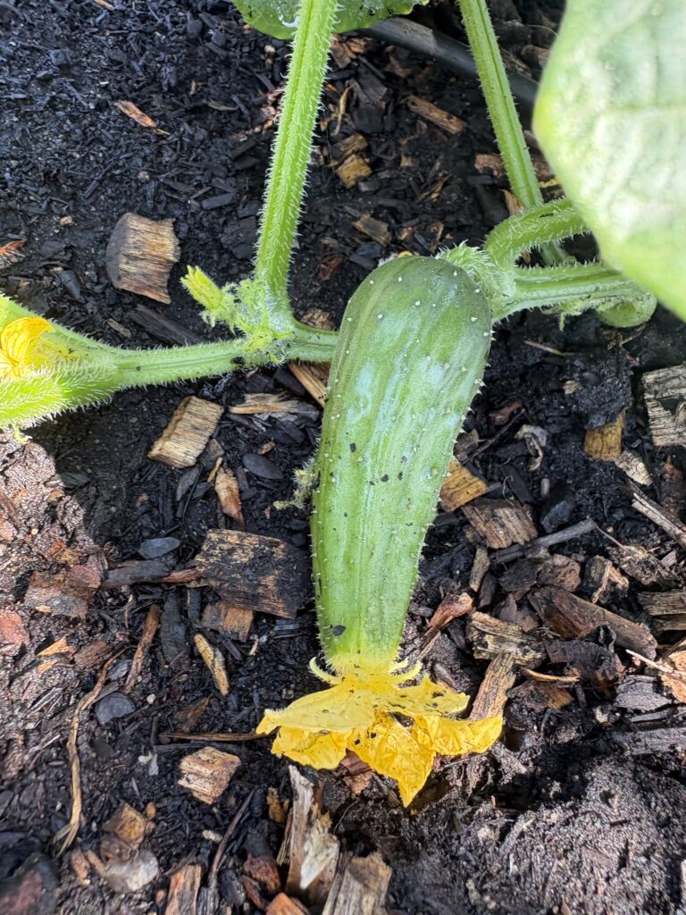 Little cucumber