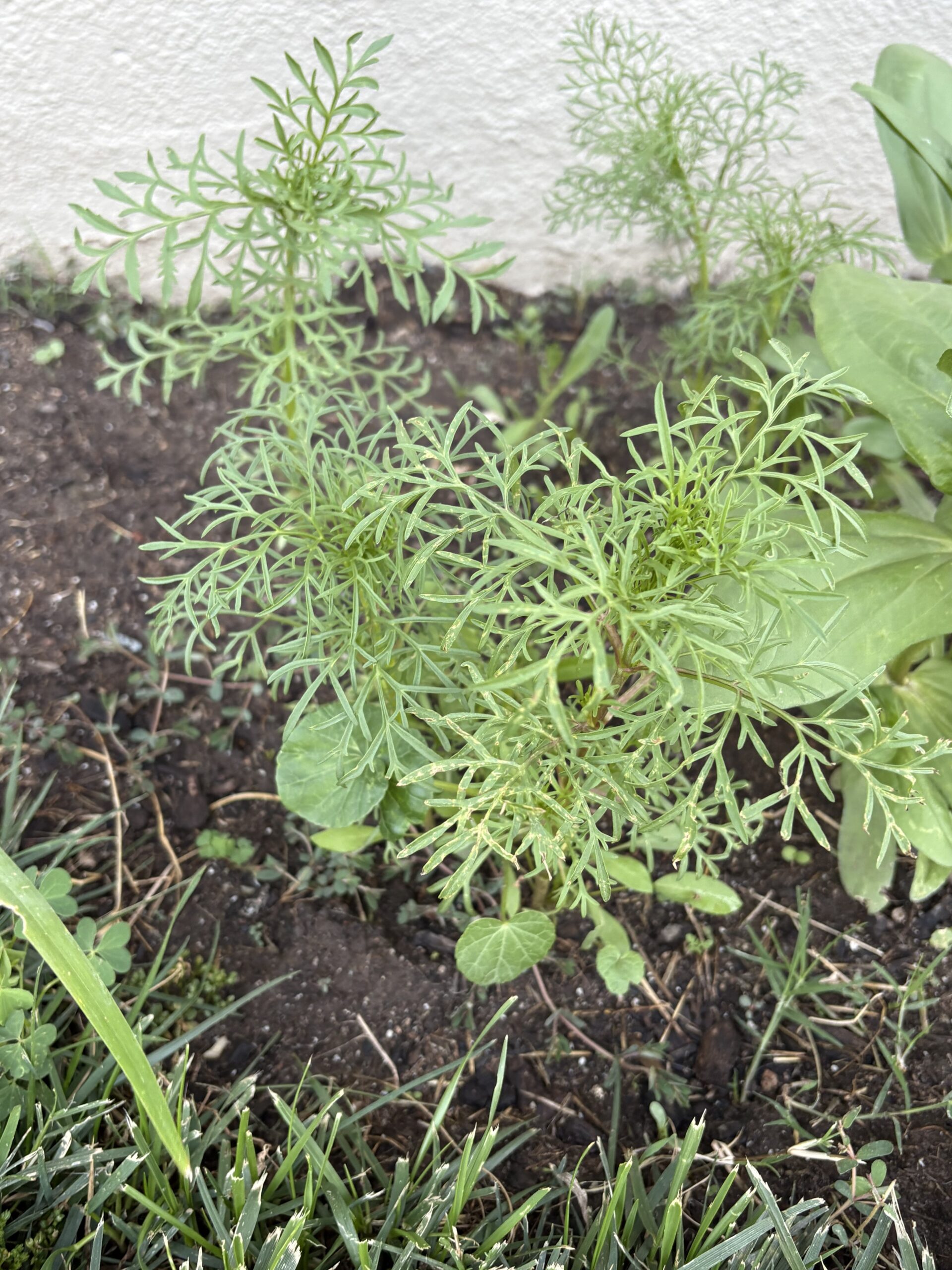wildflowers growing