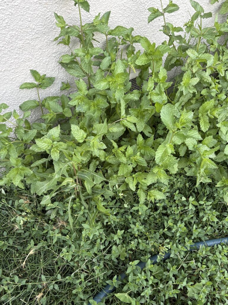 The peppermint thriving.