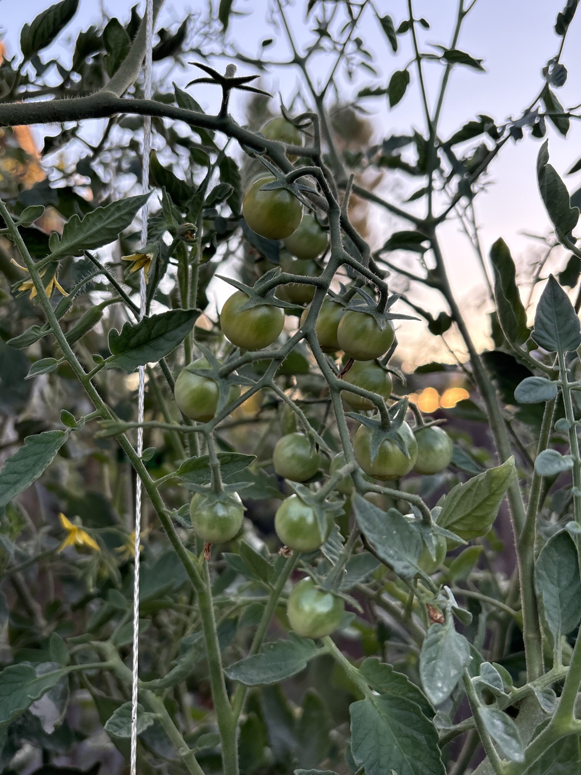 Little cherry tomatoes.