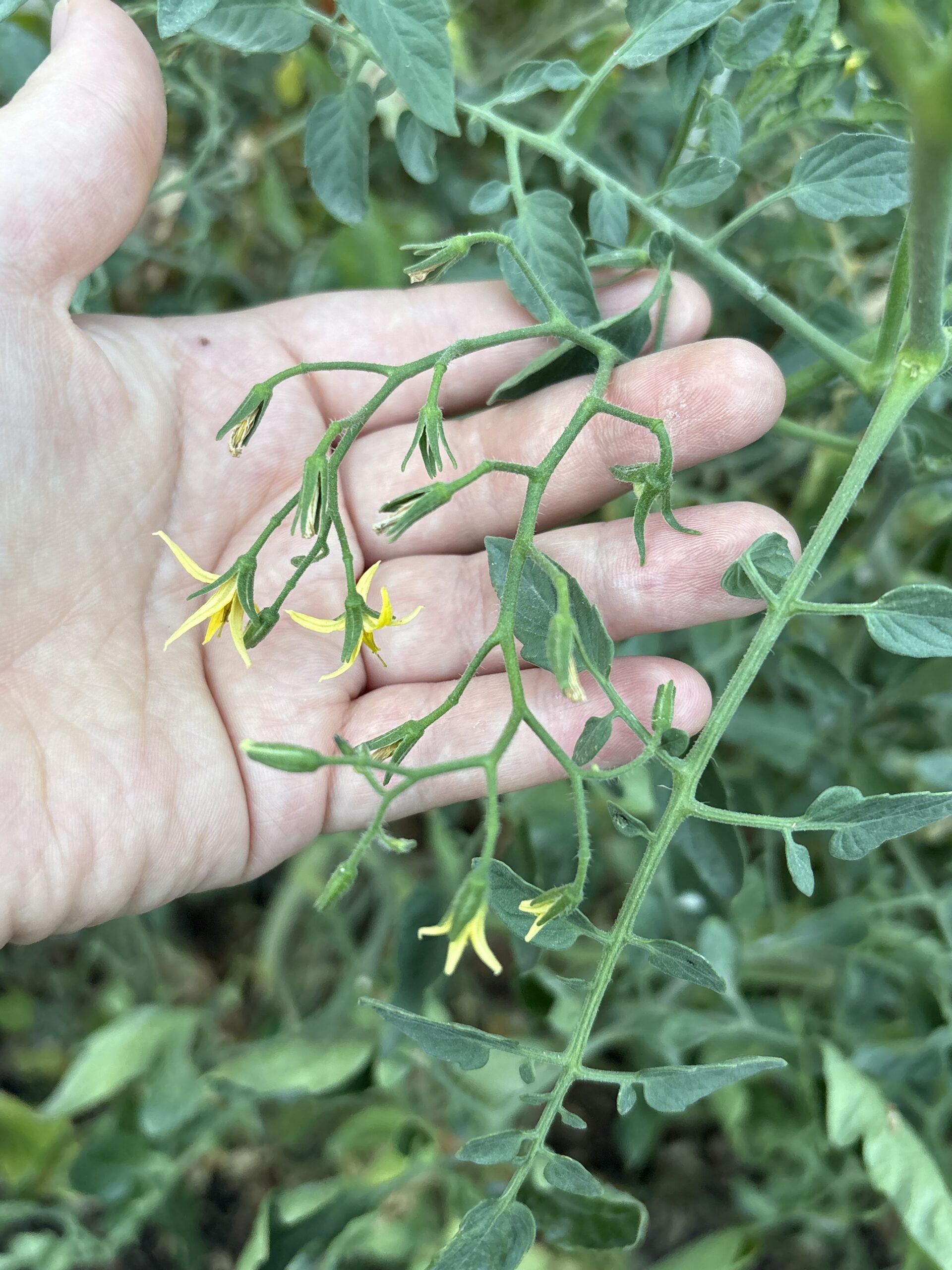 tomato blooms