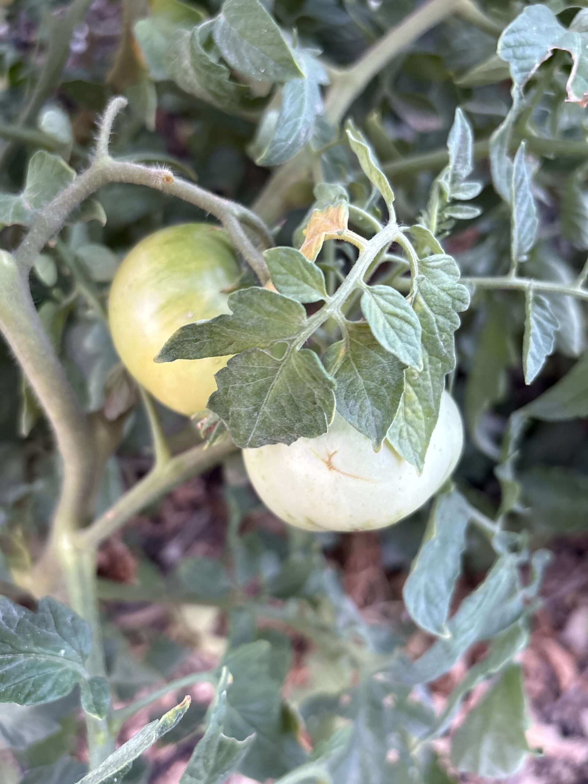 The large tomato variety.