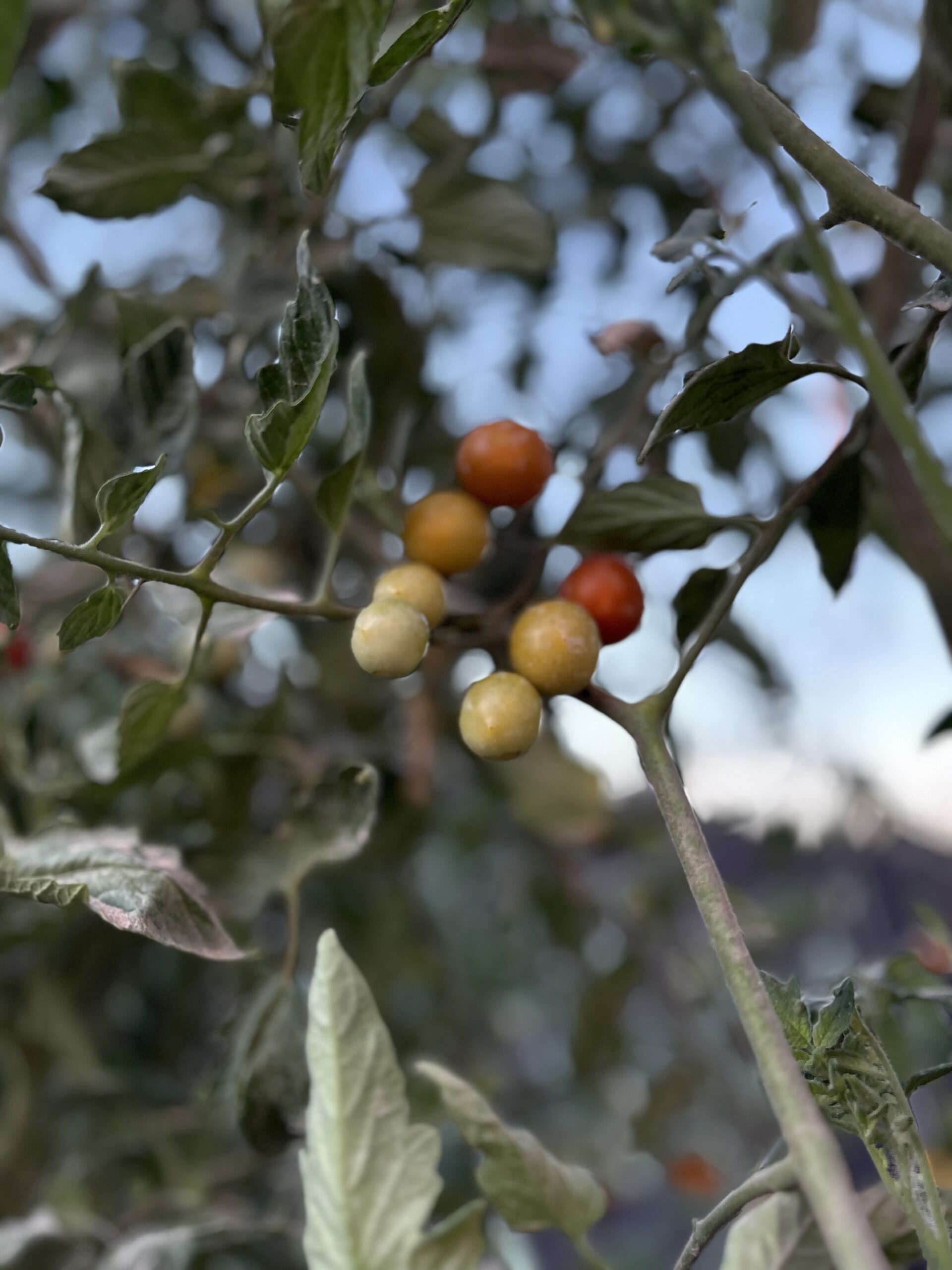 Tomatoes starting to ripen.