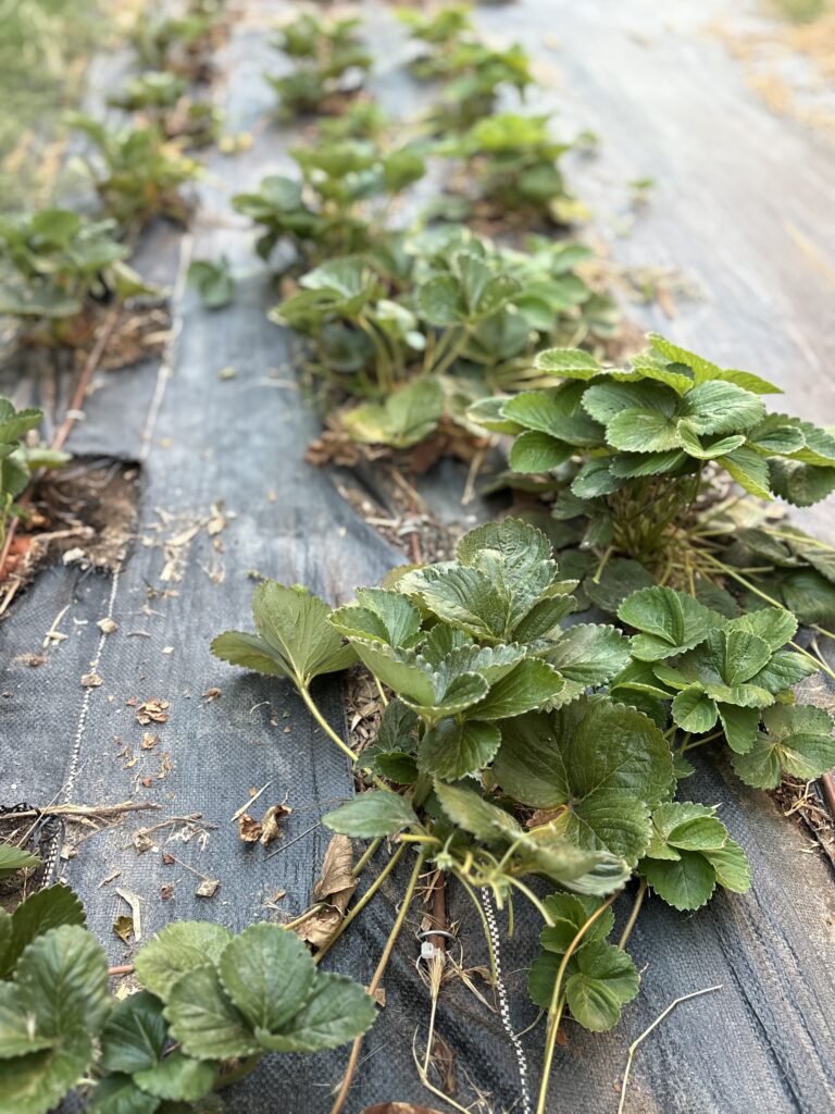 Our strawberry setup.