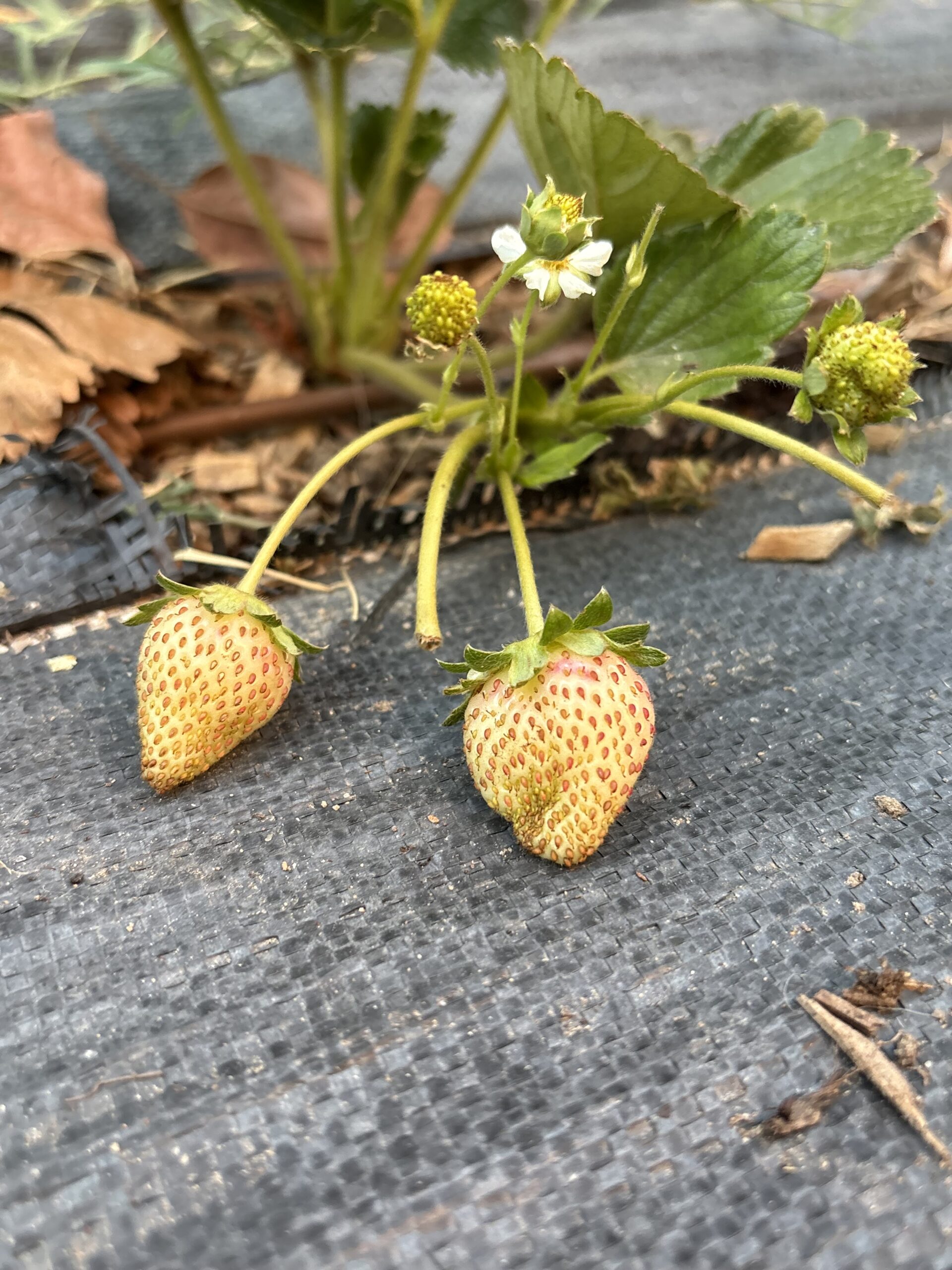 Strawberries ripenening