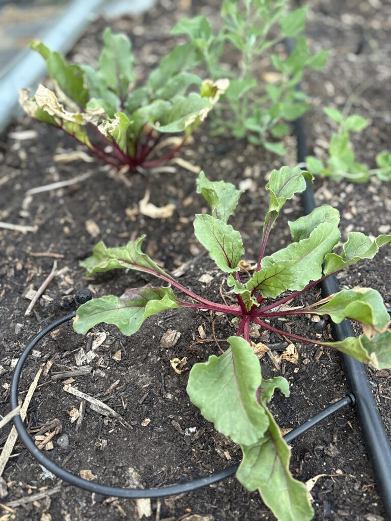 Beets in the ground.