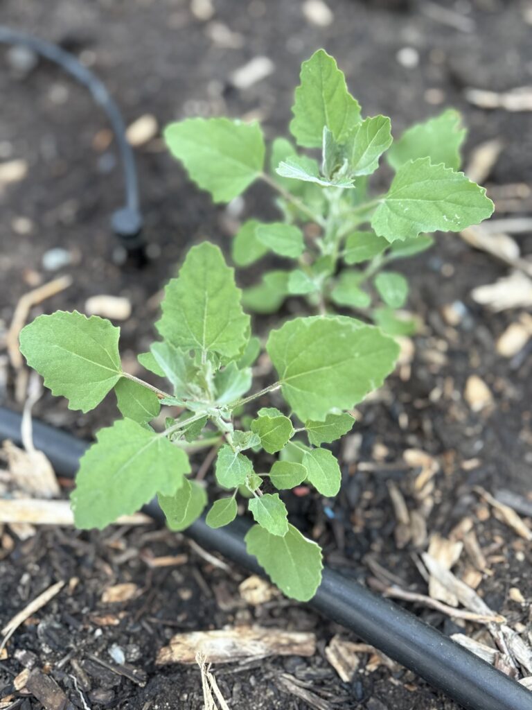 Russian kale growing.