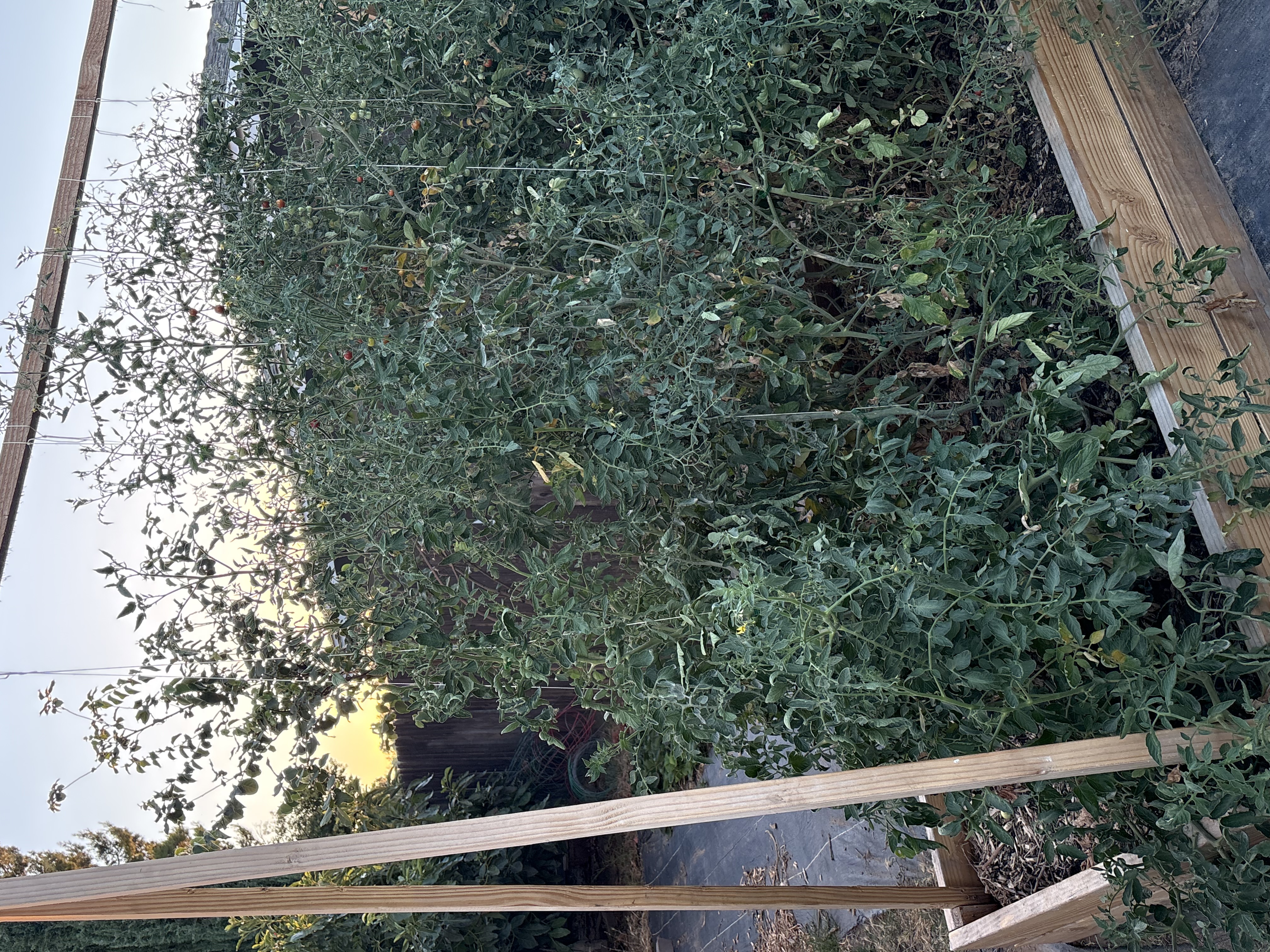 Tomatoes in our garden.